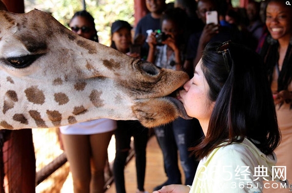 美女肯尼亚公园和长颈鹿舌吻现场图片