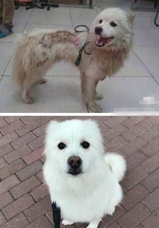 孙茜救助的流浪狗怎么样了 孙茜晒收养流浪狗照片