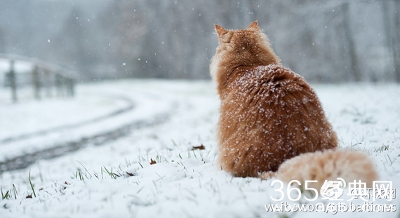 一只猫在挪威闹出了个大案子 首例杀猫获刑案