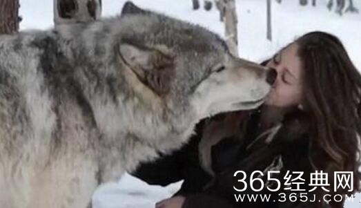 莎拉-瓦利(Sarah Varley)个人资料照片 遭性侵后一群狼拯救了她