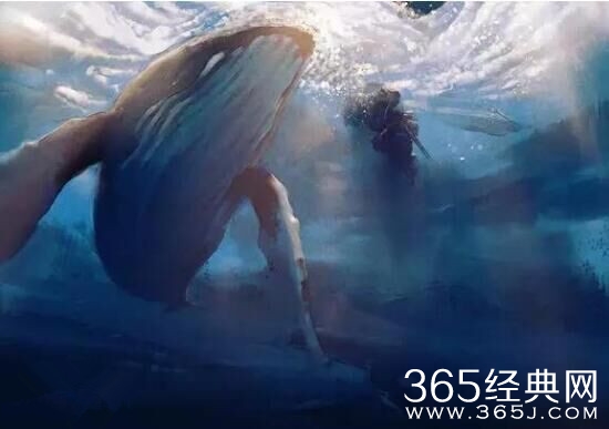 52赫兹的鲸是什么意思 52赫兹的鲸是什么故事