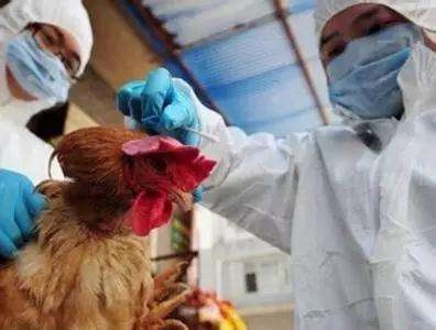 云南省已确诊两例输入性H7N9病例 患者均死亡