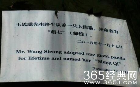 王思聪认领熊猫示爱张小蒙 豆得儿再下线