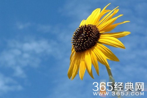 顺其自然，生命因放下而美丽