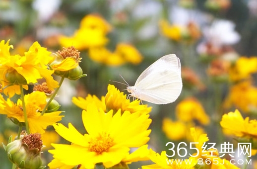 你若盛开，蝴蝶自来！