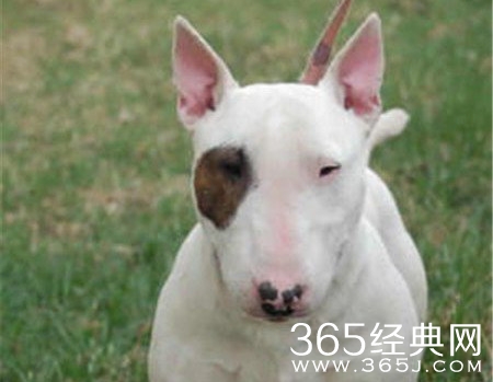 电影喜欢你周冬雨的宠物狗是什么品种 电影喜欢你周冬雨的宠物狗斗牛梗犬价格及特征习性