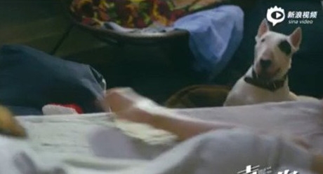 电影喜欢你周冬雨的宠物狗是什么品种 电影喜欢你周冬雨的宠物狗斗牛梗犬价格及特征习性