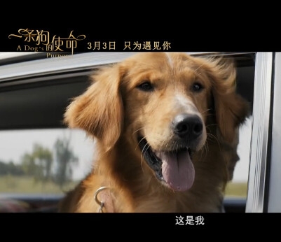 一条狗的使命经典台词