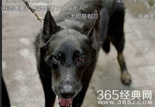 剃刀边缘黑狗太郎是什么品种呢 剃刀边缘剃刀就是太郎是怎么回事