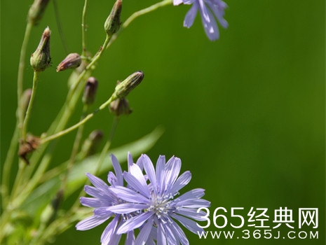 苦难是上天送来的厚礼