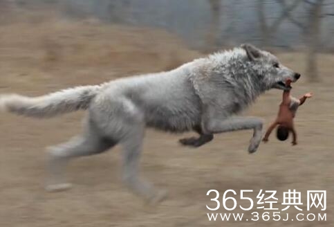 白鹿原白狼为什么叼走白灵却没有吃白灵 白鹿原白狼为什么没有吃白灵