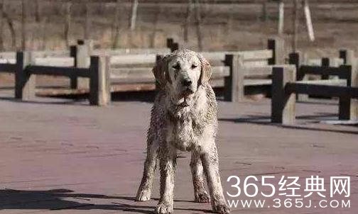 电影忠爱无言剧情讲的是什么 电影忠爱无言故事原型是什么