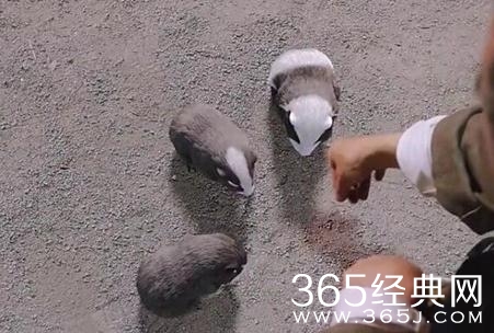 楚乔传左满仓养的宠物是天竺鼠吗 楚乔传左满仓养的小动物是不是天竺鼠