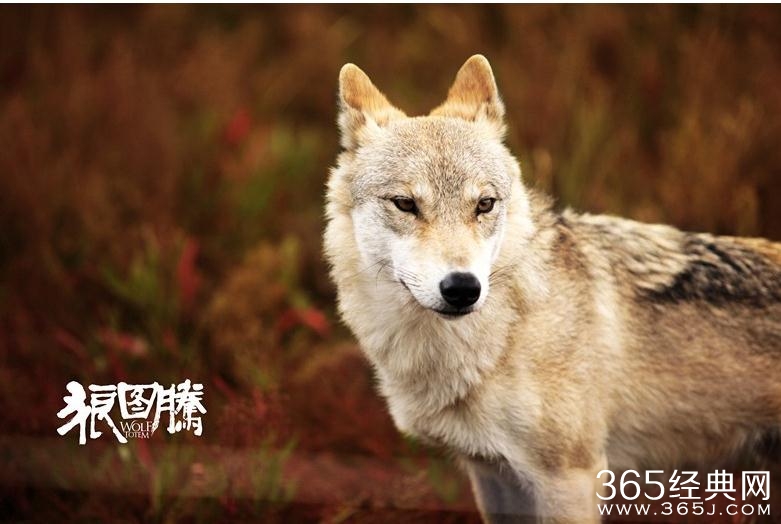 狼图腾要出动画版电影吗 狼图腾动画版电影是好莱坞班底吗