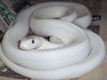 鬼吹灯之黄皮子坟锦鳞蚦是什么 鬼吹灯之黄皮子坟现实中有锦鳞蚦吗