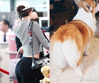 李菲儿柯基臀是什么梗 李菲儿臀型怎么练出来的