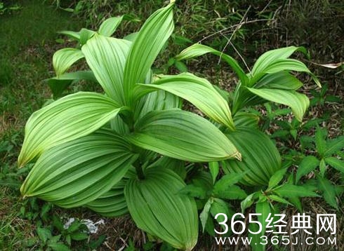 秦时丽人明月心藜芦是什么 秦时丽人明月心藜芦现实中真的存在吗