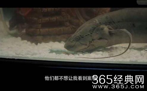 白夜追凶老虎是什么鱼 白夜追凶老虎是什么品种好吃吗