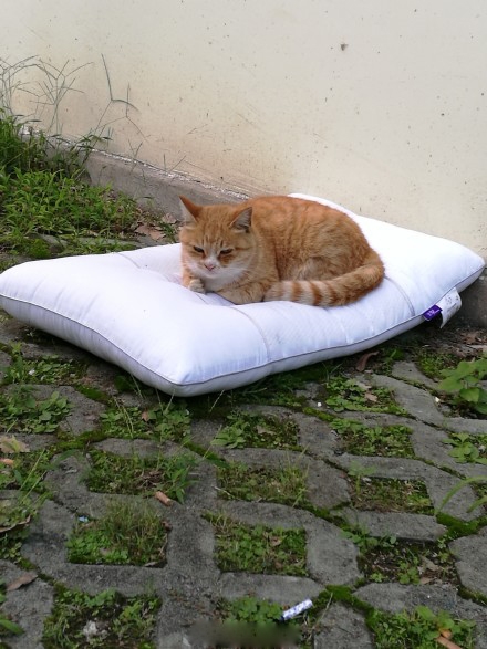 同学你的枕头掉了是什么梗 同学你的枕头掉了是什么意思