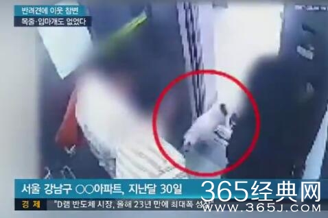 崔始源法国斗牛犬Bugsy咬伤邻居致死监控全过程视频曝光