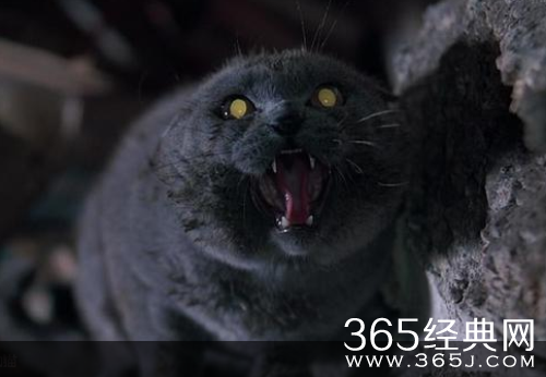 宠物坟场是恐怖片么 宠物坟场讲述了什么故事介绍