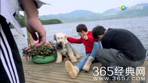 亲爱的客栈陈翔的朋友大狗糊涂是什么品种的狗狗