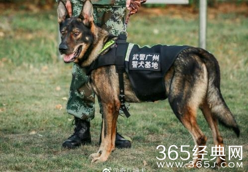 综艺奇兵神犬昆明犬是什么样子的狗 奇兵神犬昆明犬介绍