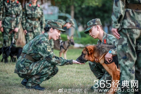 奇兵神犬军队中的狗为什么不叫狗要叫军犬
