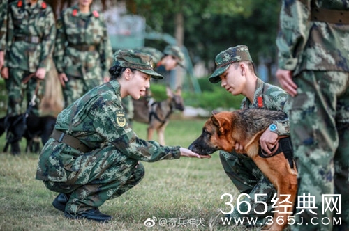 奇兵神犬第2期张馨予为什么哭 奇兵神犬第2期张馨予哭是怎么回事