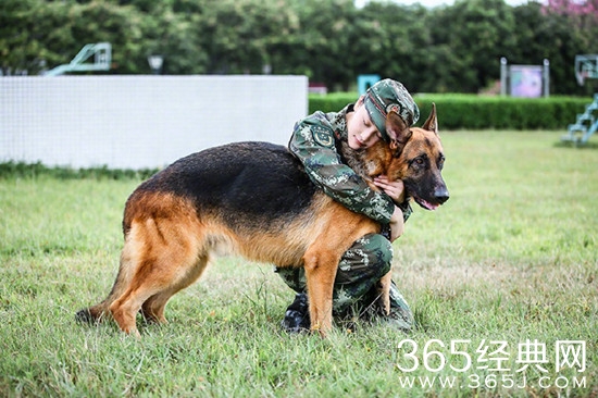 张馨予训狗惨被咬是怎么回事 张馨予被什么狗咬了