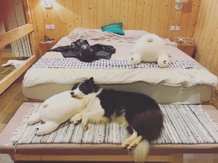 亲爱的客栈第6期客人带的狗微微是什么品种