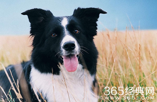 亲爱的客栈第6期客人带的狗微微是什么品种