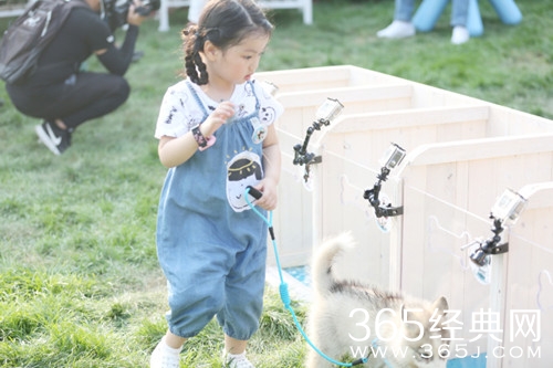 萌宠小大人抄袭小手牵小狗是真的吗 萌宠小大人和小手牵小狗综艺对比