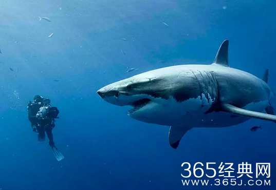 2018贺岁档有哪些电影上映 2018春节期间上映的电影介绍