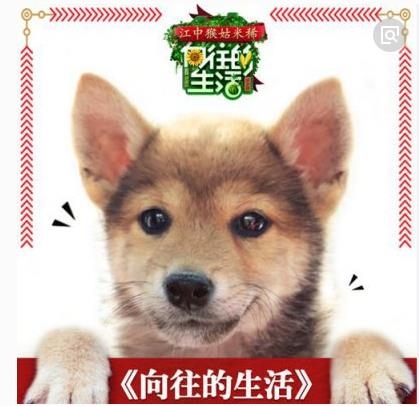 王俊凯被曝将取代大华加盟向往的生活2 大华为什么被王俊凯取代