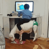 寒假作业被羊吃了是什么梗 寒假作业被羊吃了是什么意思