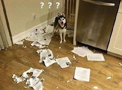 寒假作业被羊吃了是什么梗 寒假作业被羊吃了是什么意思