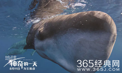 严歌苓小说改编的电影作品有哪些 严歌苓小说改编电影集