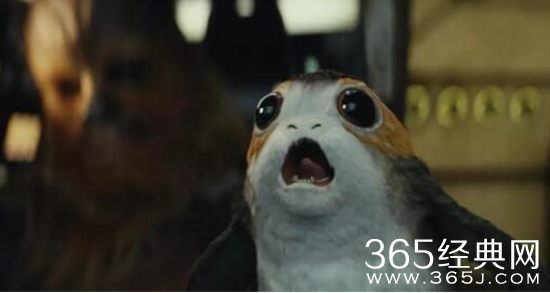 星球大战8波格鸟是什么鸟 星球大战8波格鸟原型介绍