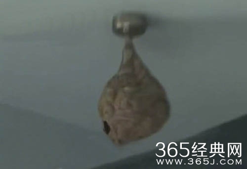 张卫健二弟张卫彝生前住宅曝光 张卫彝住宅为什么会有蜂窝