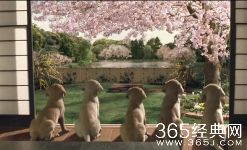 2018有什么关于狗的感人电影 经典狗主题电影推荐