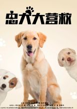 2018狗年有哪些狗主题电影上映 2018狗主题电影上映时间表