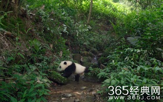 熊猫们电影在哪里开拍的 反映了什么熊猫们电影中的大熊猫叫什么介绍