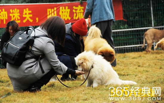 忠犬大营救电影主要讲了什么故事 忠犬大营救电影故事背景介绍