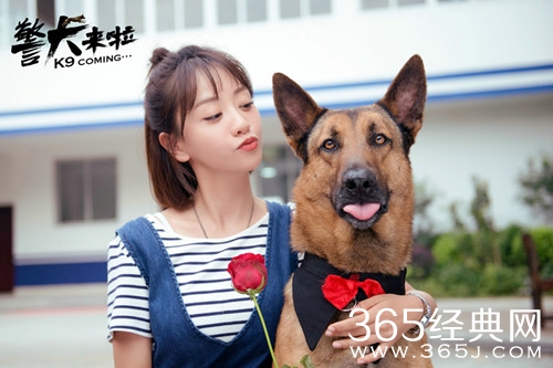 警犬来啦什么时候播出 警犬来啦每周几几点更新几集