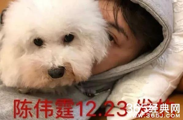 【红绿鲤娱】第二十七期：中国女粉丝有多可怕？ 陈伟霆女友Bruna被陈伟霆女粉丝吓到不敢承认恋情