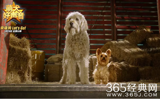 萌犬好声音什么时候上映 萌犬好声音电影上映时间及剧情解析