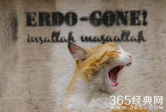 爱猫之城好看么 爱猫之城电影什么时候引进内地