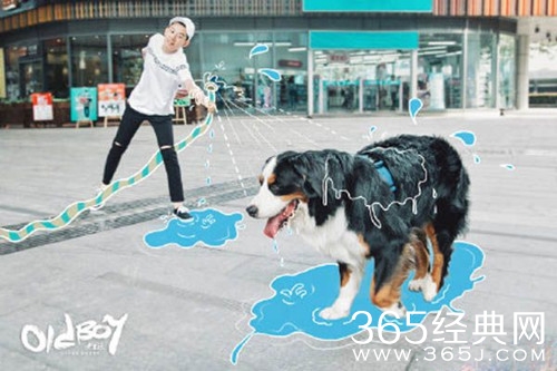 老男孩萧晗的狗奥斯卡是什么品种