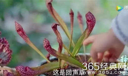 【就是个水槽】第四十二期：烈火如歌中发现致富经！原来很多人距离暴富只差一次穿越！